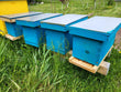 PREORDER 2023: Live (5) Frame Honey Bee Nucleus Hives